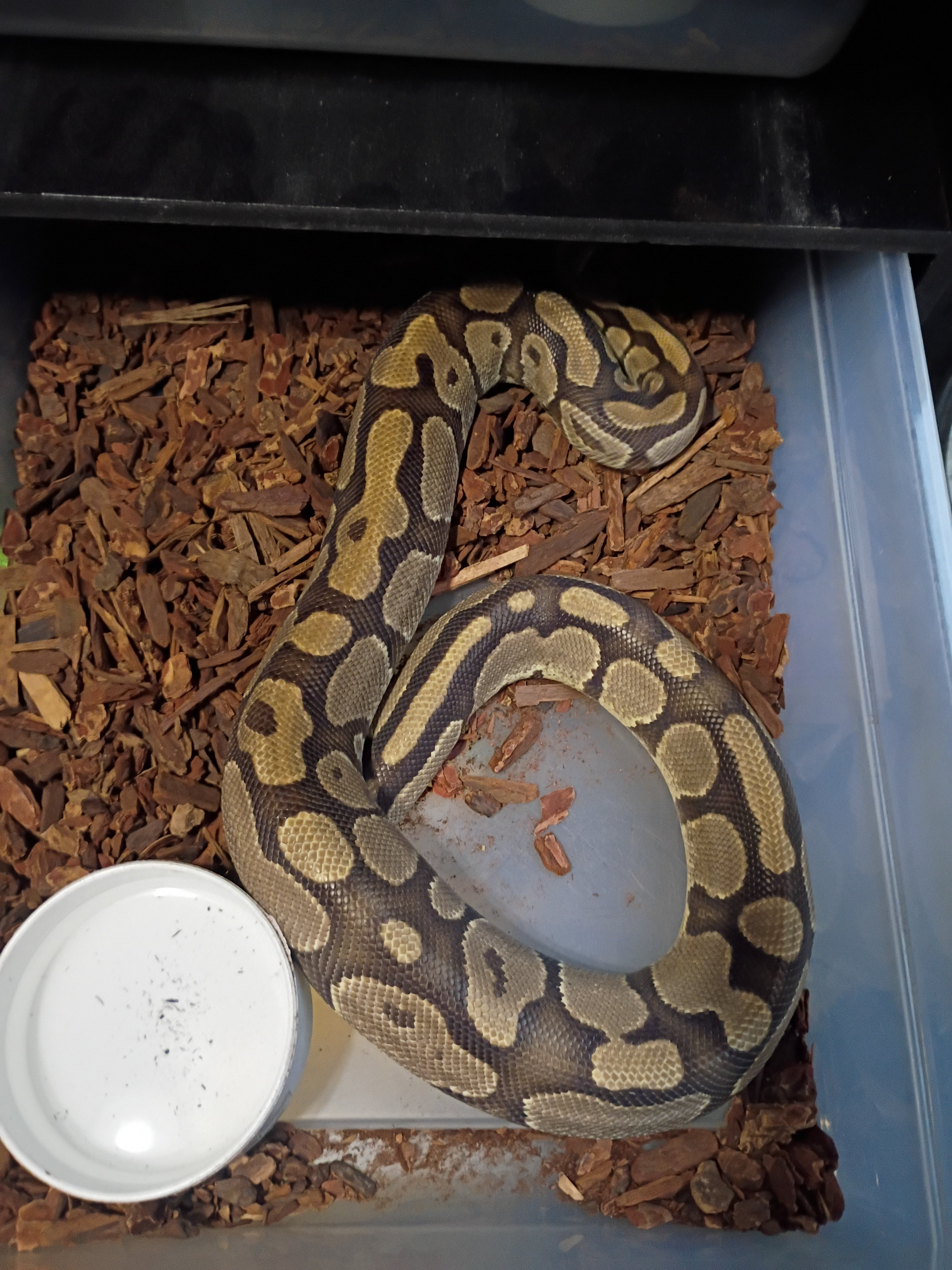 Normal Ball Python