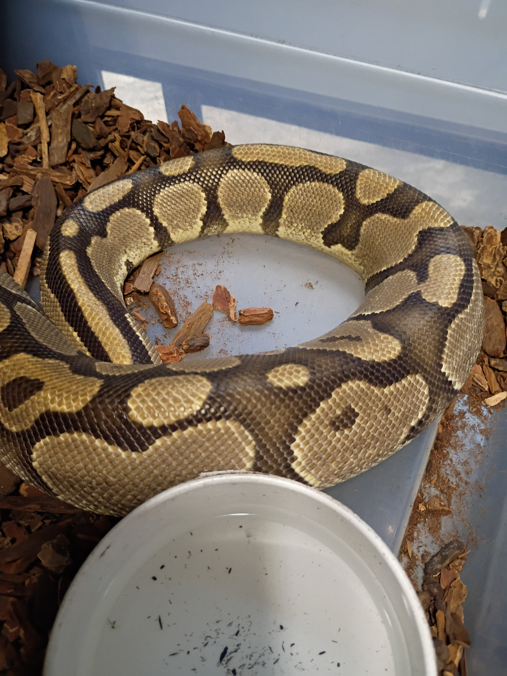Normal Ball Python