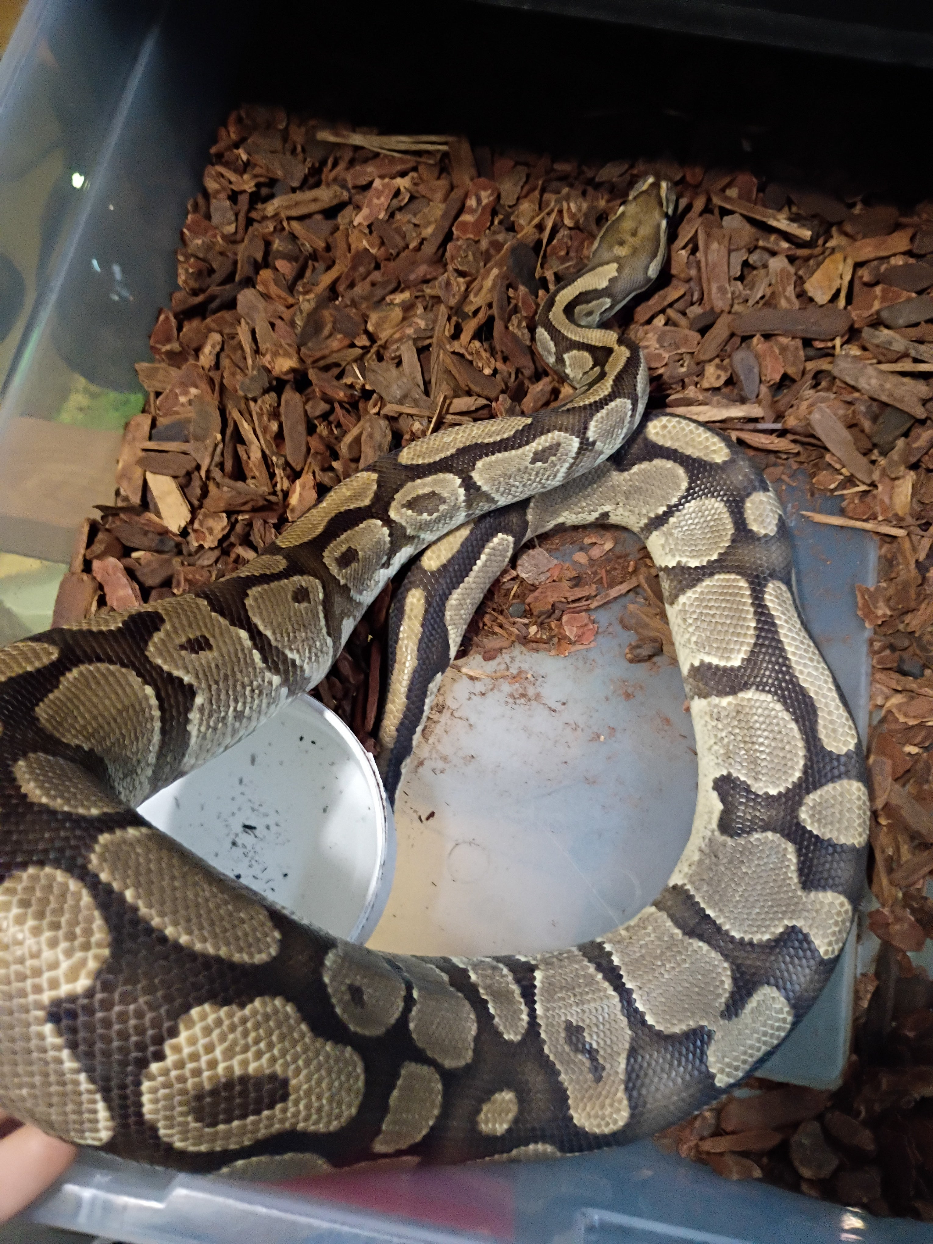 Normal Ball Python