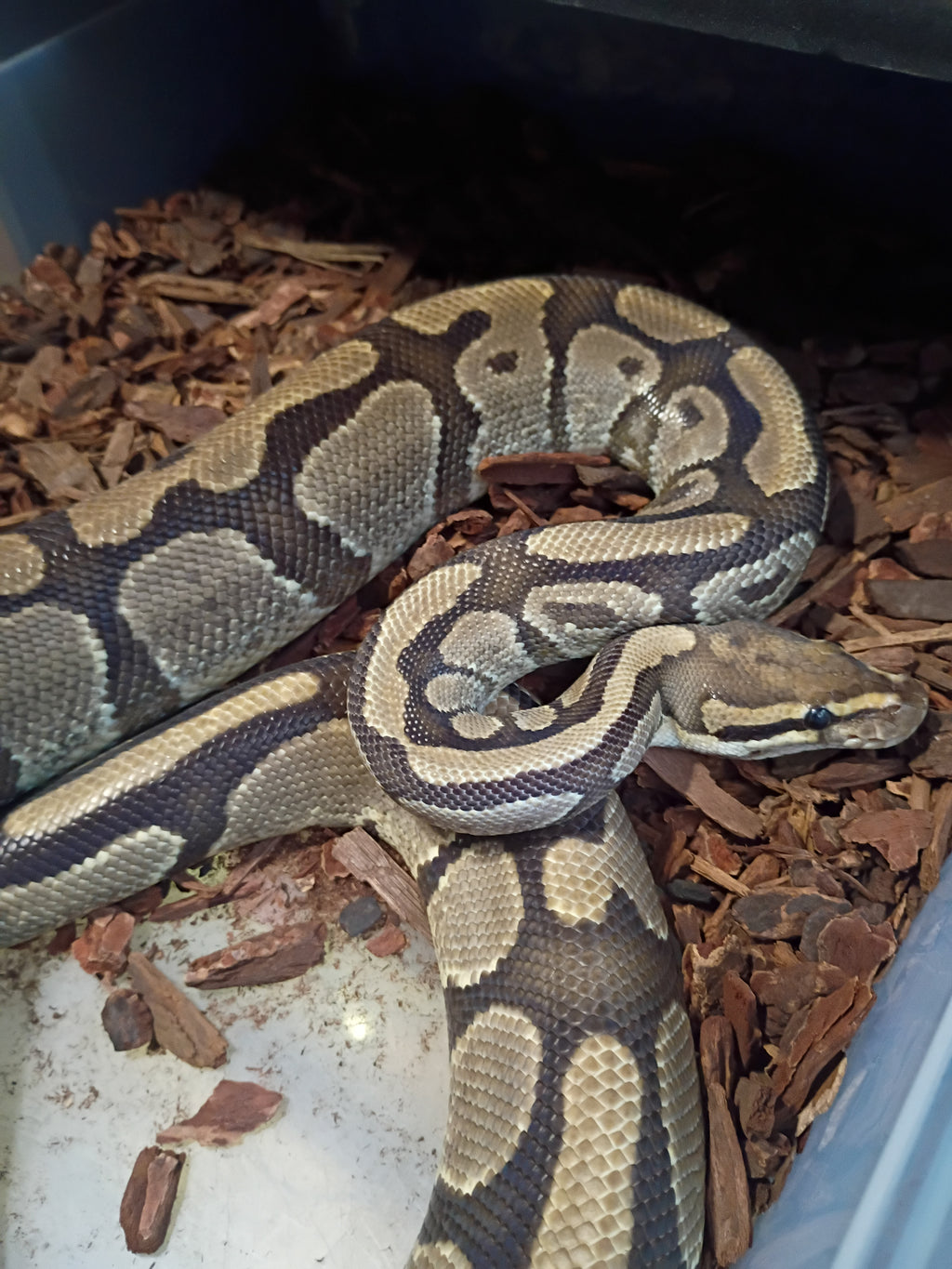 Normal Ball Python