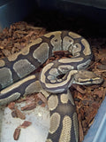 Normal Ball Python